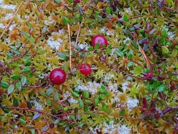 ���������, 22 ������� 2017