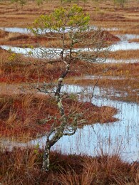 ���������, 25 ������ 2017