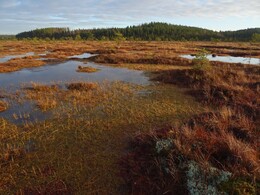 ���������, 25 ������ 2017