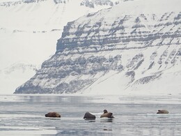 ����� �� ����. ����������, 16 ������ 2018