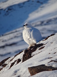 ���������. ����������, 17 ������ 2018