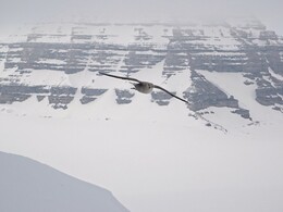 �����-������. ����������, 4 ��� 2018