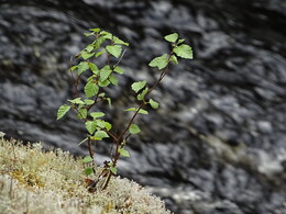 ����-������ ����� �� ���� ������� � ����, 3 ���� 2018