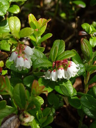 �������� ��������. ����� ����� � �������, 17 ���� 2018