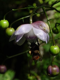 �����������. ��������� �� ���� ������, ������, 29 ���� 2018