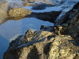 ����� �����. �����, 31 ���� 2018