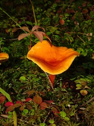 ����� ����� � J&auml;ms&auml;, 8 �������� 2018