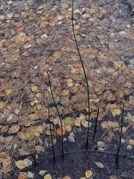 ����� ����� �� ����� P&auml;j&auml;nne, 22 �������� 2018