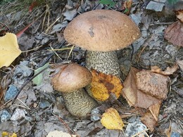 �����. ����� ����� �� ����� P&auml;j&auml;nne, 23 �������� 2018