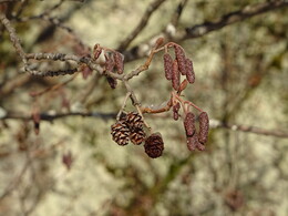 ������ ������� �� ���������� � �����������, 9 �����