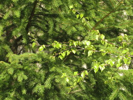 �������� ����� �������, 5 ���