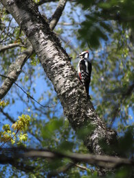 �������� � ����� Tejo, 14 ���