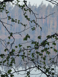 ����-������ ��� ��������, 19 ���