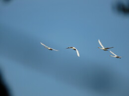 ����-������ ��� ��������, 19 ���