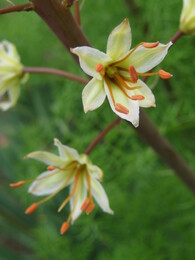 �����������, 8 ����