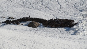 �����������, 13 ����