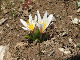 �����������, 14 ����