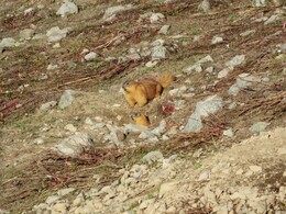 �����������, 14 ����