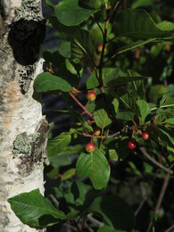 �������, 13 ����