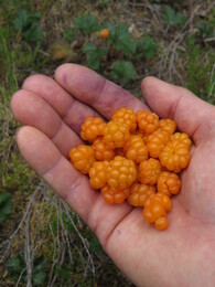 �������� �� ������� �� �����������, 19 ����