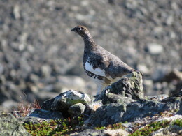 ���� ������, ��������, 28 ����