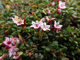 ���� ������, ��������, 30 ����