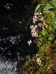 ���� ������, ��������, 30 ����