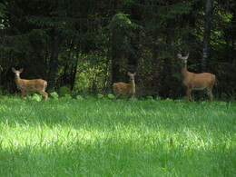 �������� �� �������� �� ��������, 4 �������