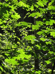 �������� ����� �������, 8 ��������