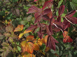 �������� ����� �������, 8 ��������