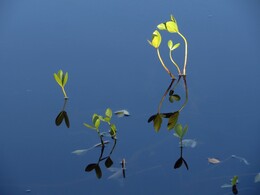 ������� �� ���������, ����� - ����, 21 ��������