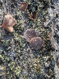 ������� �� ���������, ����� - ����, 21 ��������