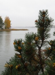 ���������, 17 �������