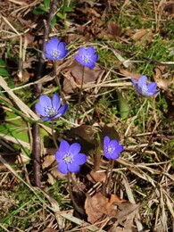 5-6 ���, ����-������ ������� �� �������