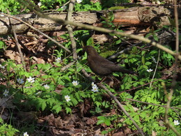 10 ���, Herttoniemi