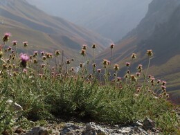 ������-��������, ����� � �.�. �� ���������� ������, �����������