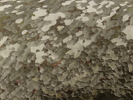 ���� ������