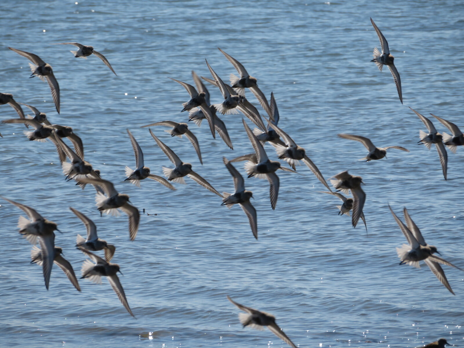 ...       -   (plovers)