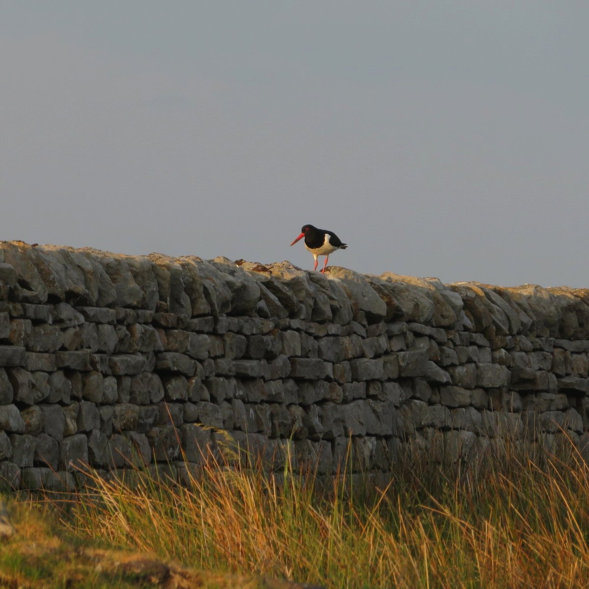 Oystercatcher / -