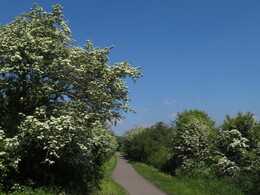 31 