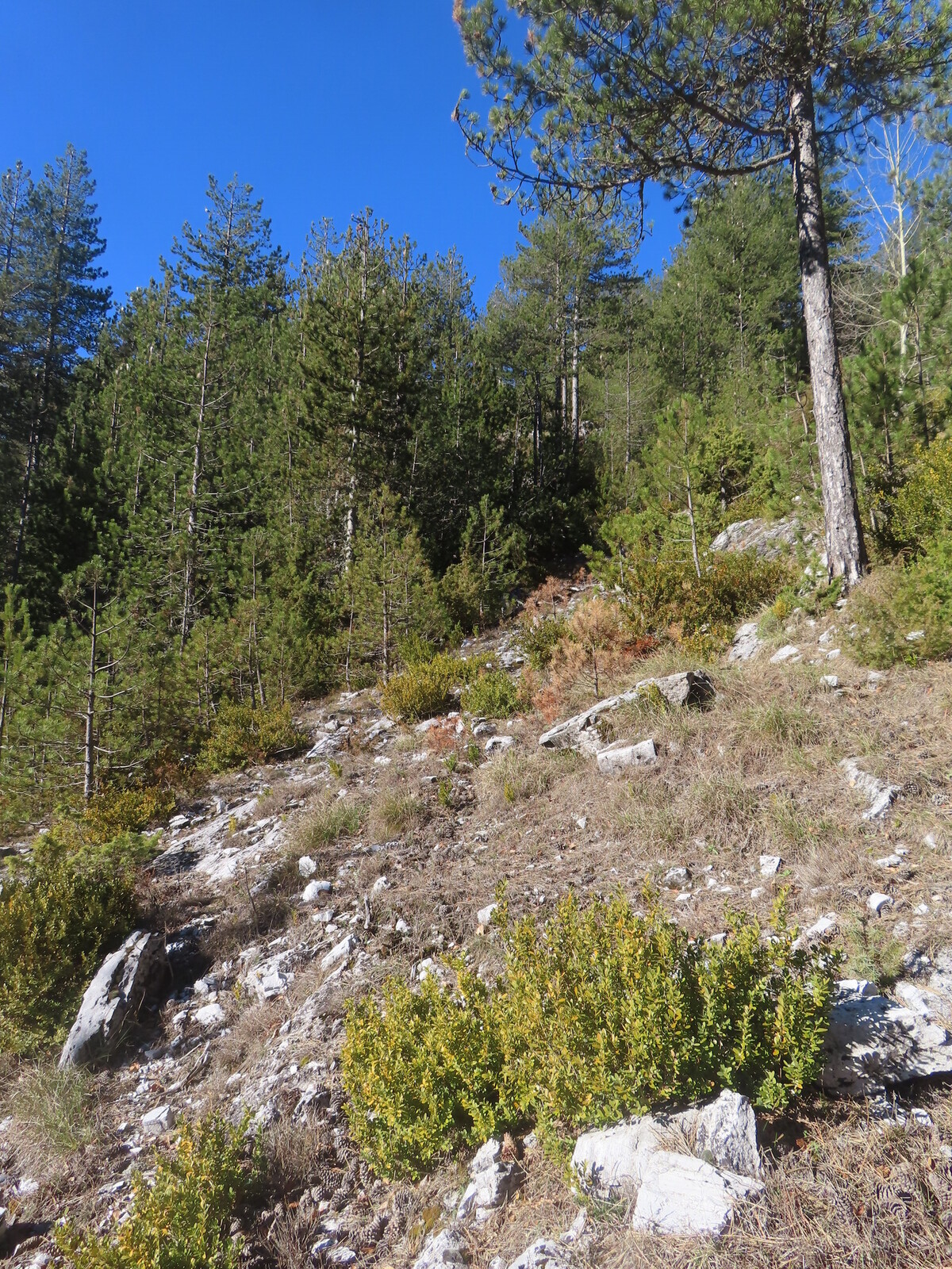 ������, ����� ����� �����, �� ������ ���� �����������