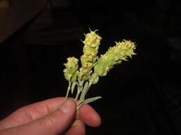 ��������� ������ ���, ������� ������� � ����