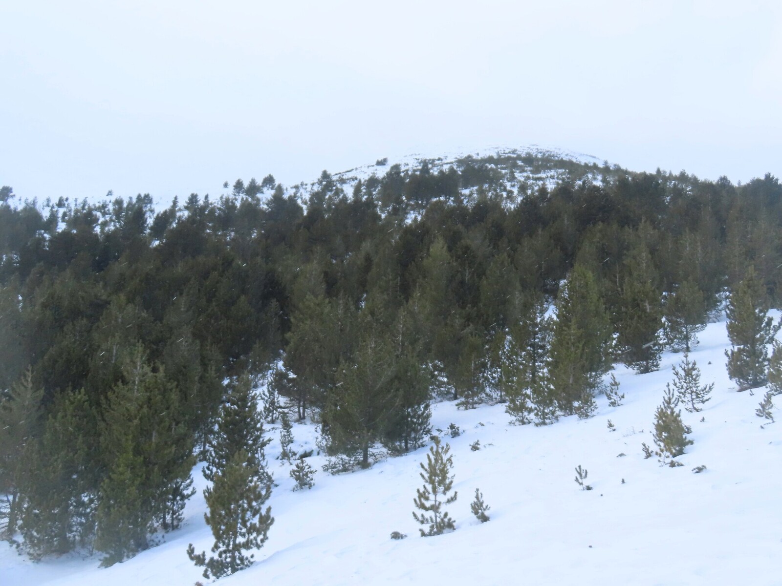 ������ ��������